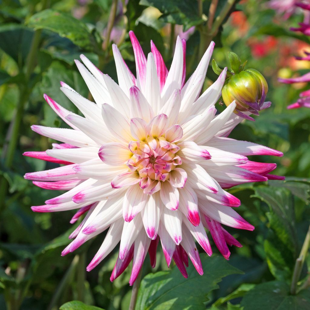 Dahlia Hayley Jane - cactusdahlia