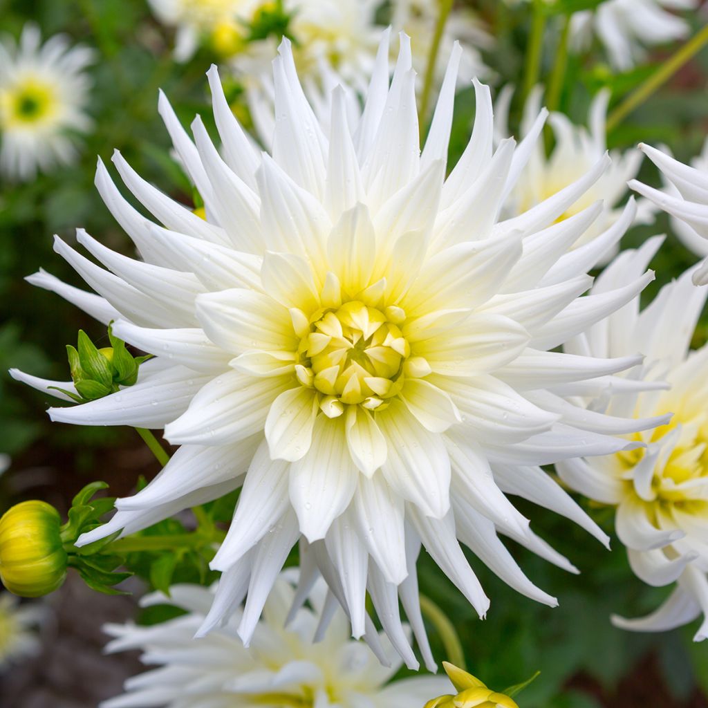 Dahlia My Love - cactusdahlia