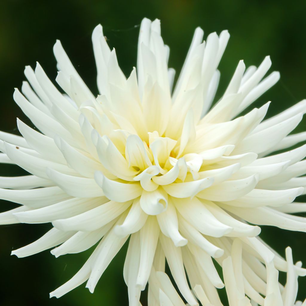 Dahlia My Love - cactusdahlia