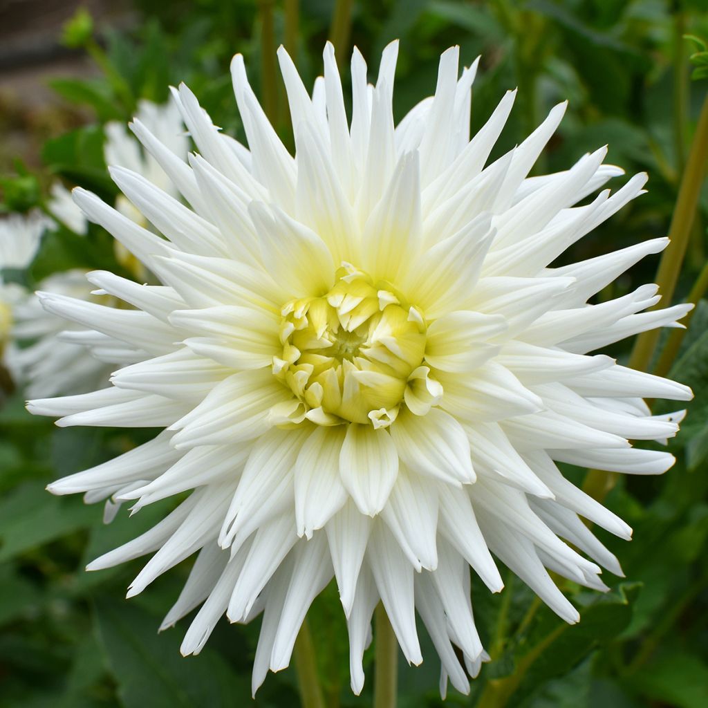 Dahlia My Love - cactusdahlia
