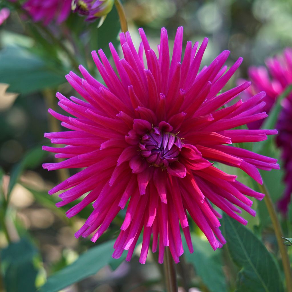 Dahlia Orfeo - cactusdahlia