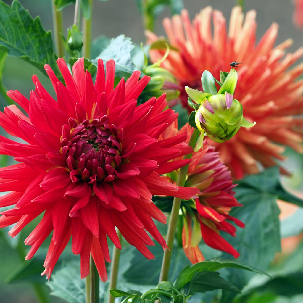 Dahlia Red Majorette - cactusdahlia