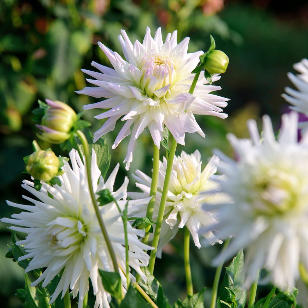 Dahlia Shooting Star - cactusdahlia