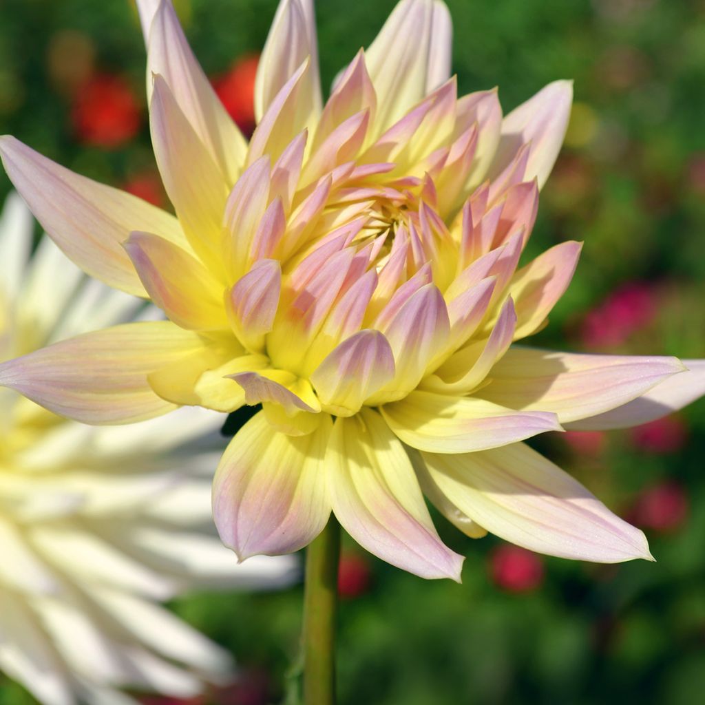 Dahlia Shooting Star - cactusdahlia