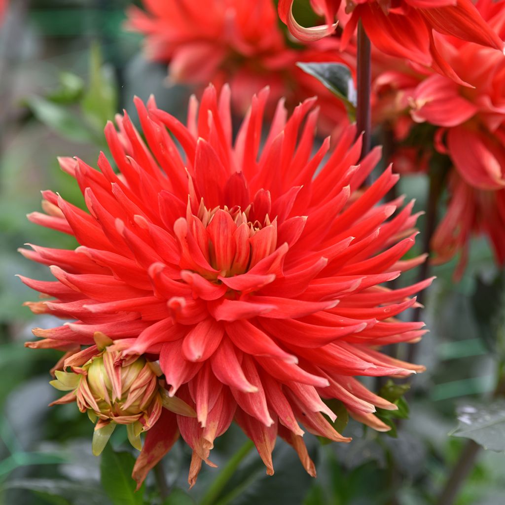 Dahlia Park Idylle - cactusdahlia