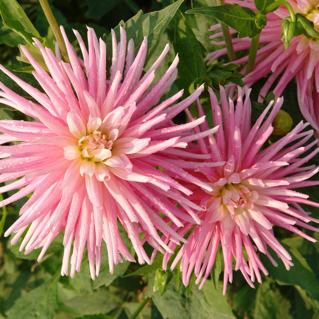 Dahlia Park Princess - cactusdahlia