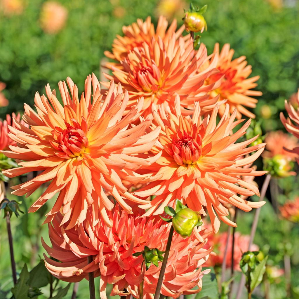 Dahlia Park Record - cactusdahlia