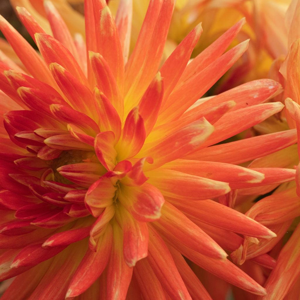 Dahlia Park Record - cactusdahlia