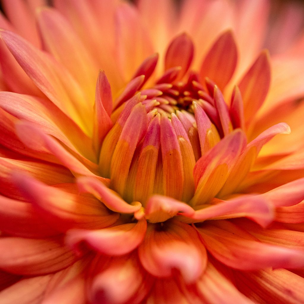 Dahlia Park Record - cactusdahlia