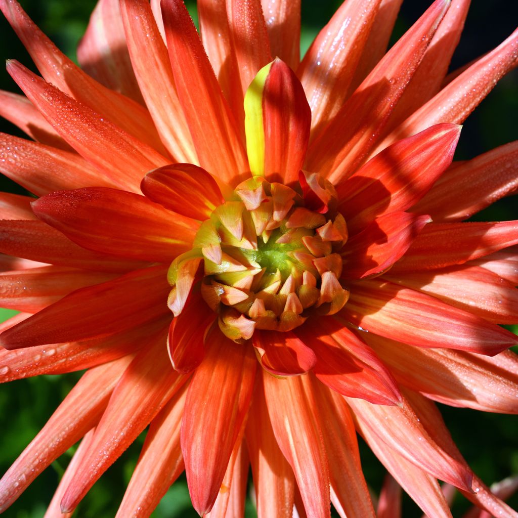 Dahlia Park Record - cactusdahlia