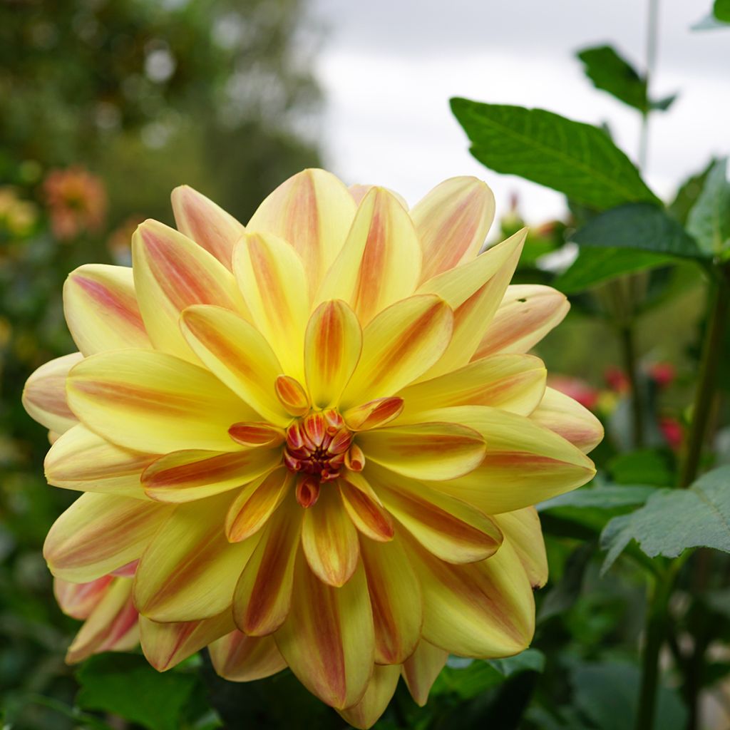 Dahlia Happy Butterfly - Waterleliedahlia