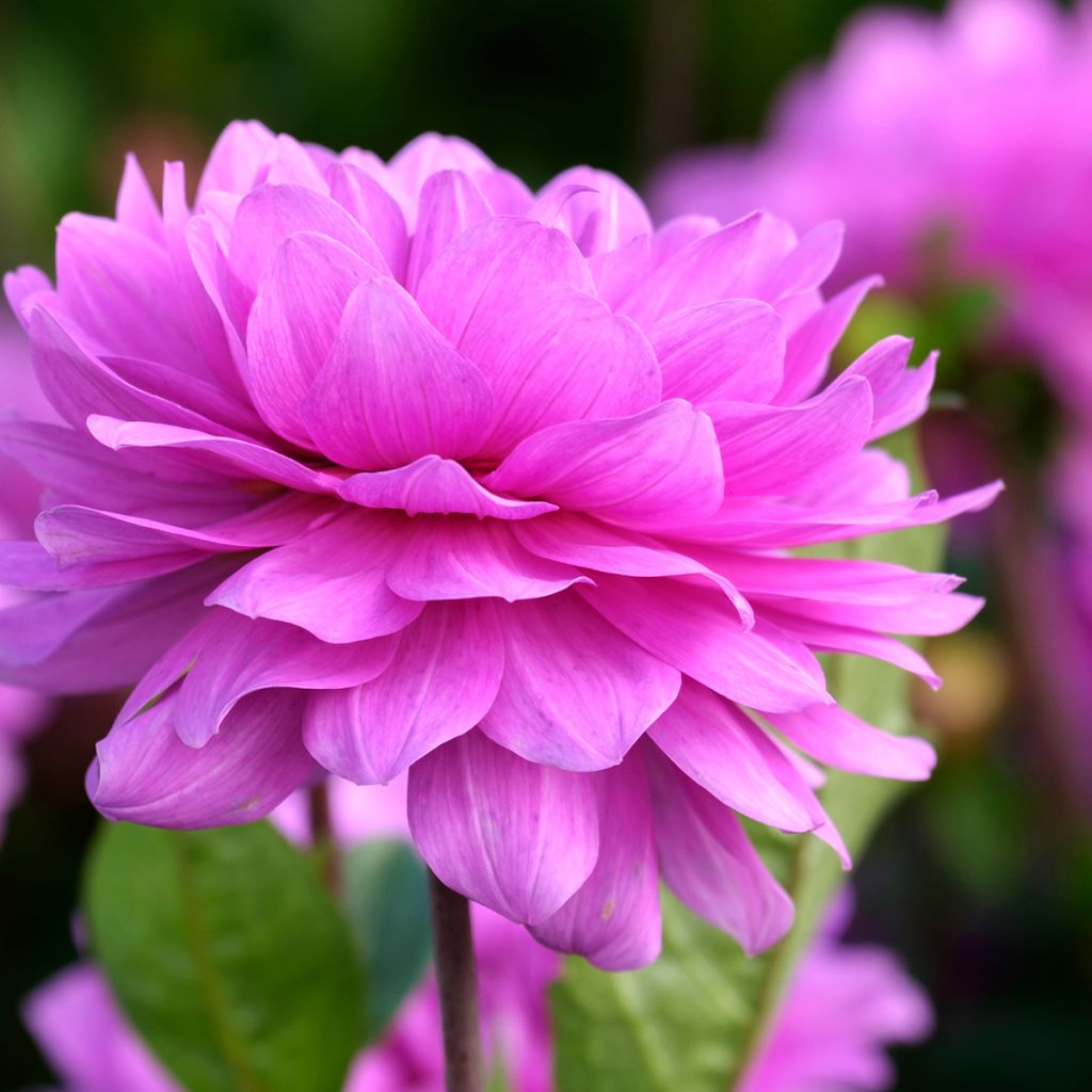 Dahlia Karma Lagoon - Waterleliedahlia