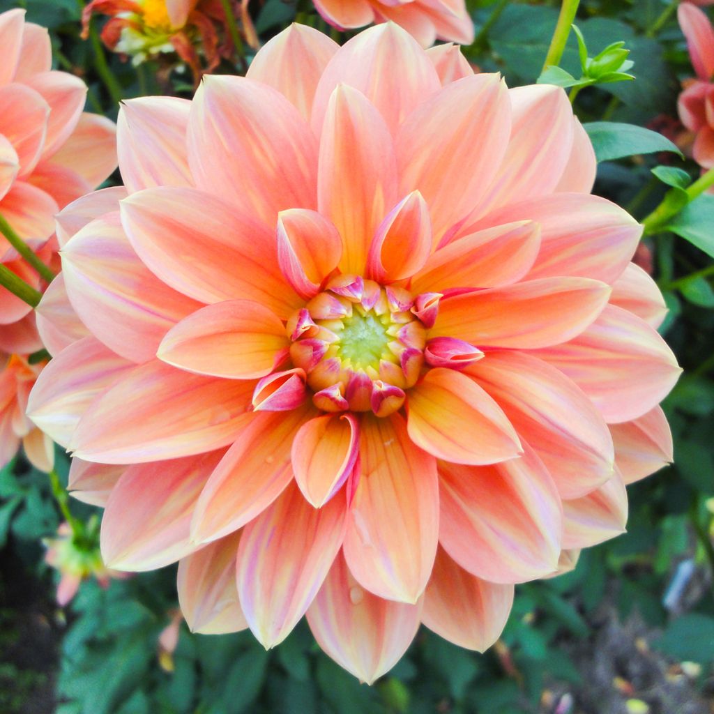 Dahlia Milena Fleur - Waterleliedahlia