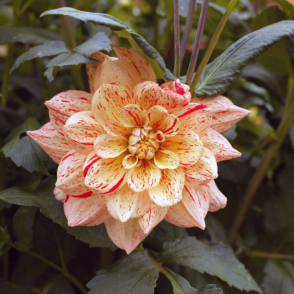 Dahlia Nonette - Waterleliedahlia