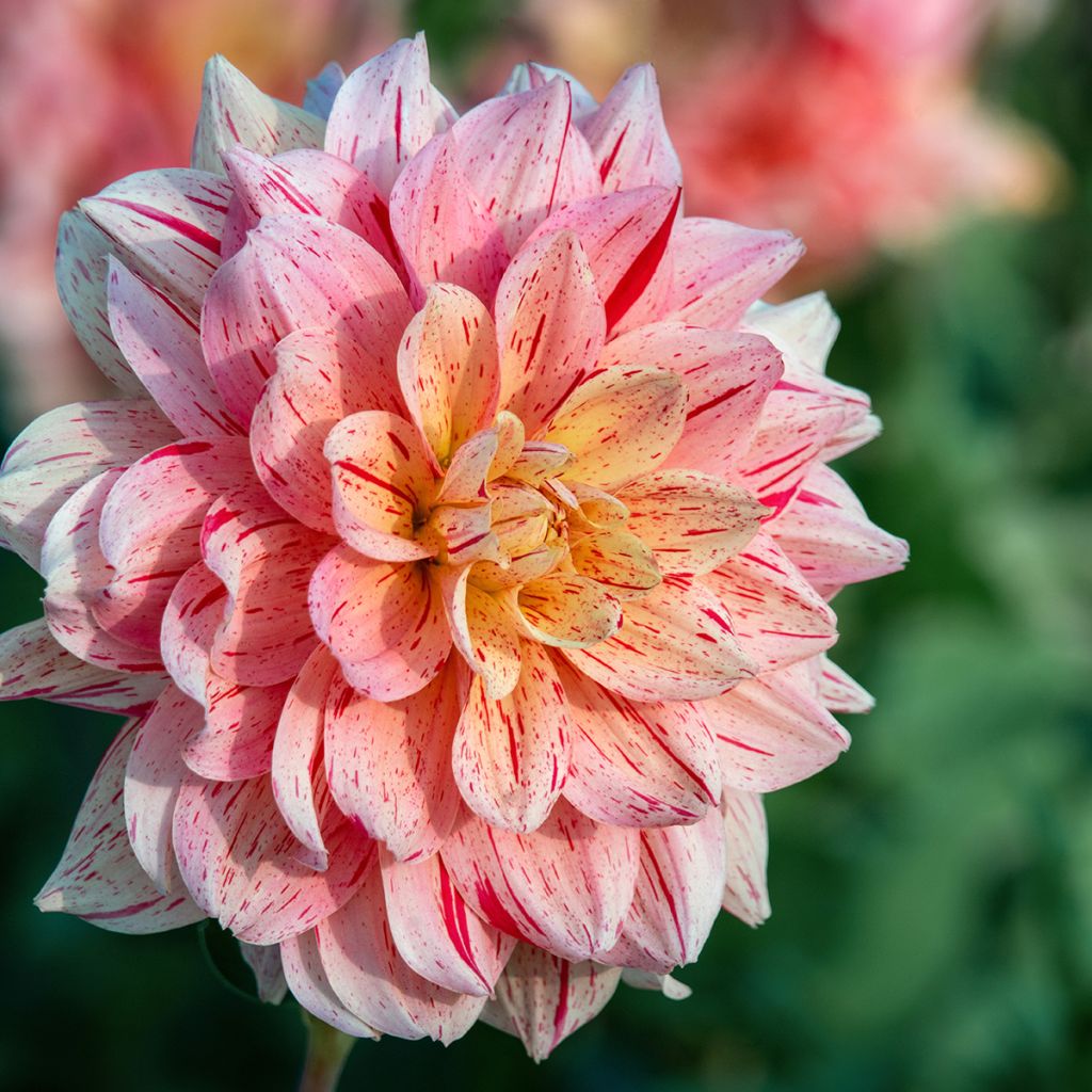Dahlia Nonette - Waterleliedahlia
