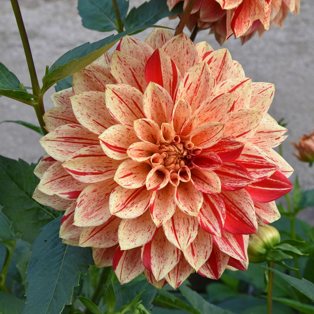 Dahlia Nonette - Waterleliedahlia