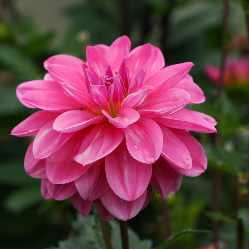 Dahlia Onesta - Waterleliedahlia