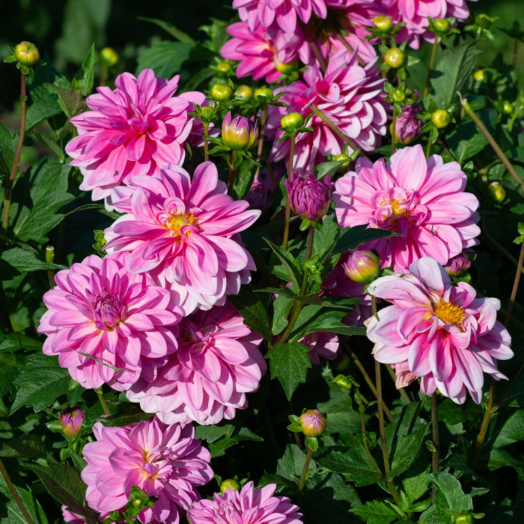 Dahlia Onesta - Waterleliedahlia