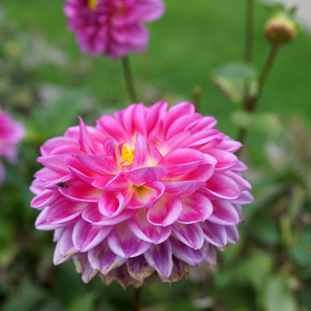 Dahlia Onesta - Waterleliedahlia