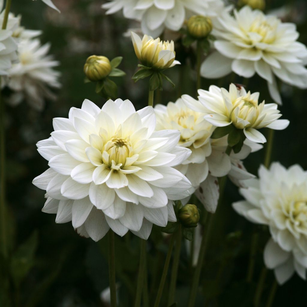 Dahlia Peace Pact - Waterleliedahlia