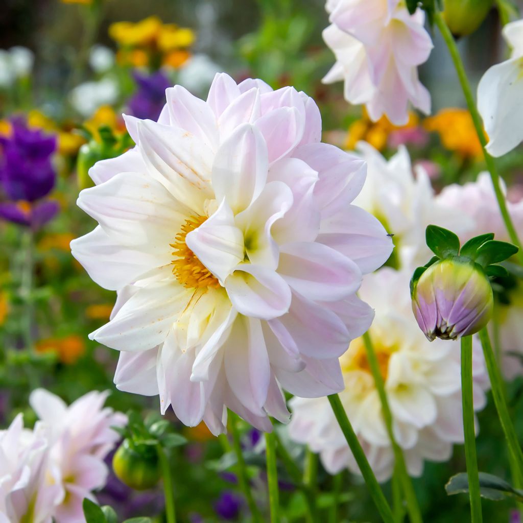 Dahlia Silver Years - Waterleliedahlia