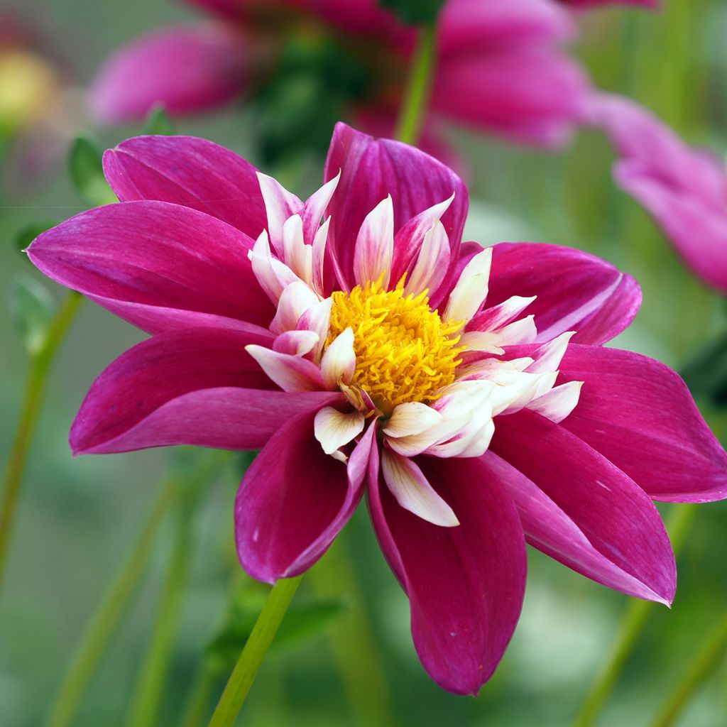 Dahlia Bumble Rumble - collerettedahlia