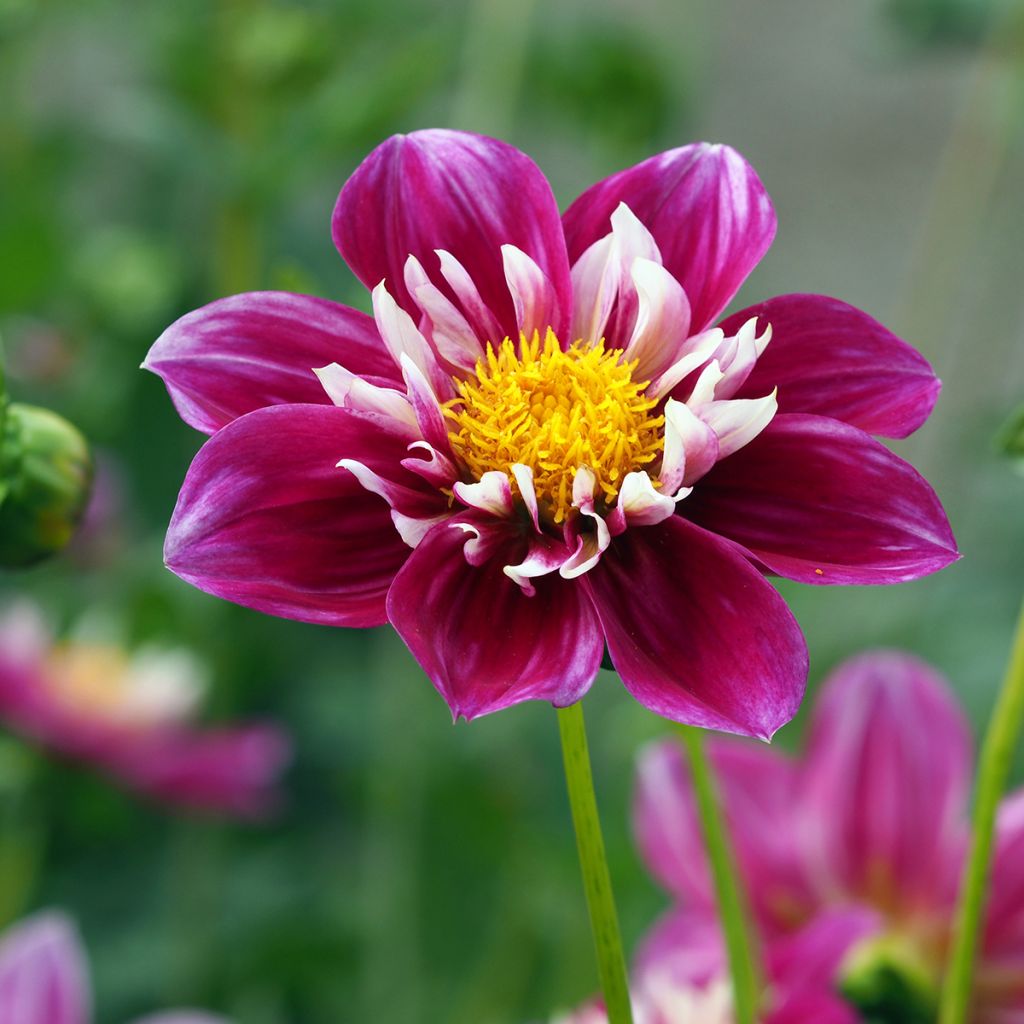 Dahlia Bumble Rumble - collerettedahlia