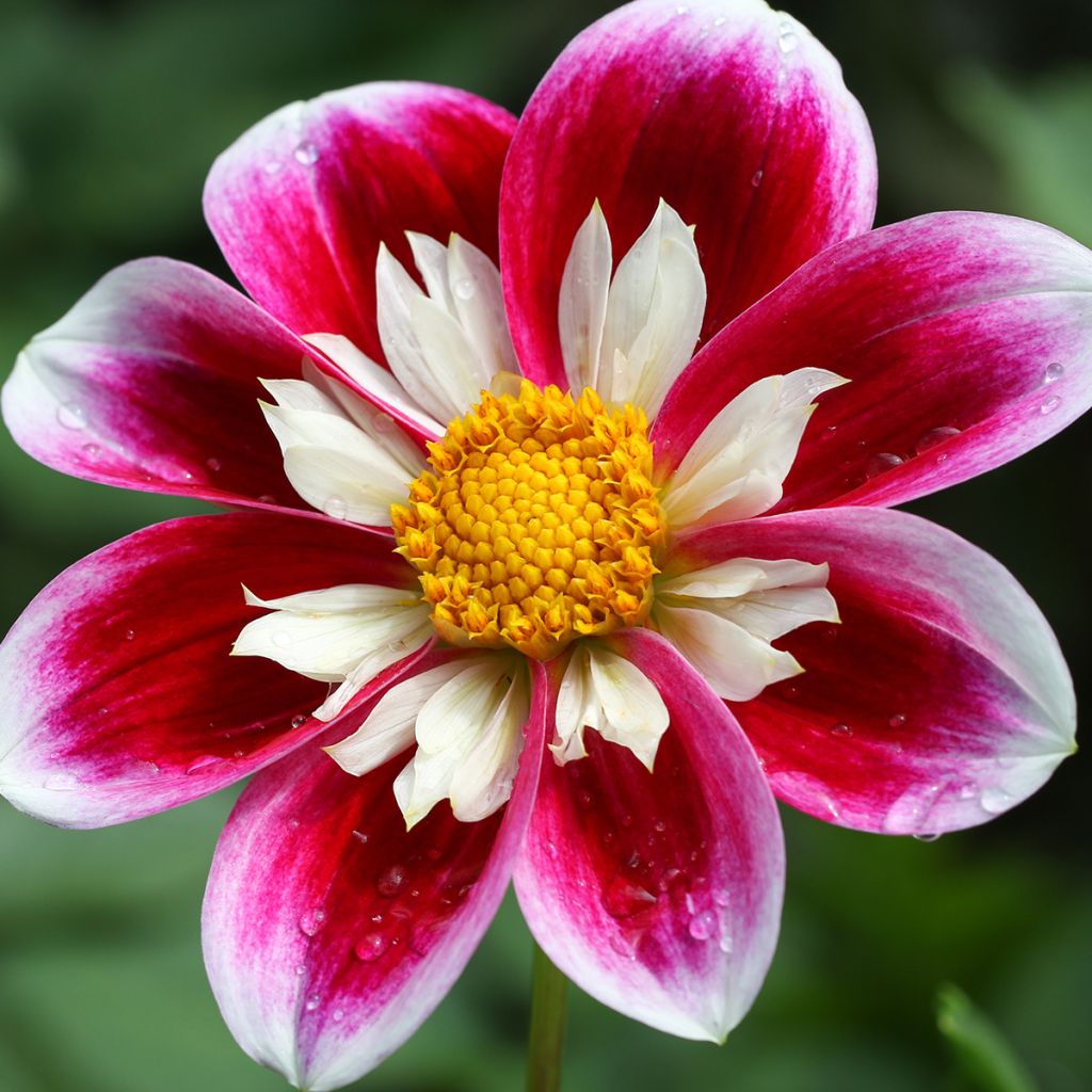 Dahlia Fashion Monger - Halskraagdahlia