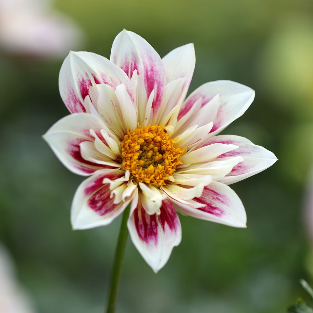 Dahlia Fashion Monger - Halskraagdahlia