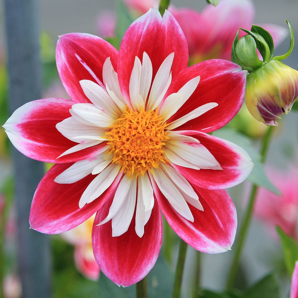 Dahlia Fashion Monger - Halskraagdahlia