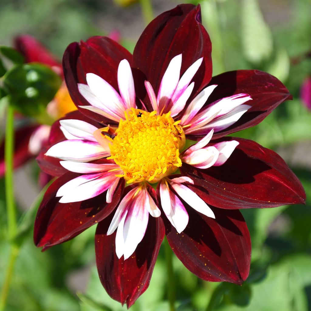 Dahlia Impression Fantastico - halskraagdahlia