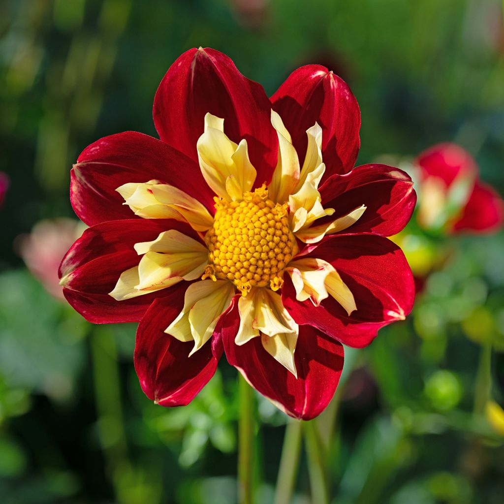 Dahlia Impression Festivo - halskraagdahlia