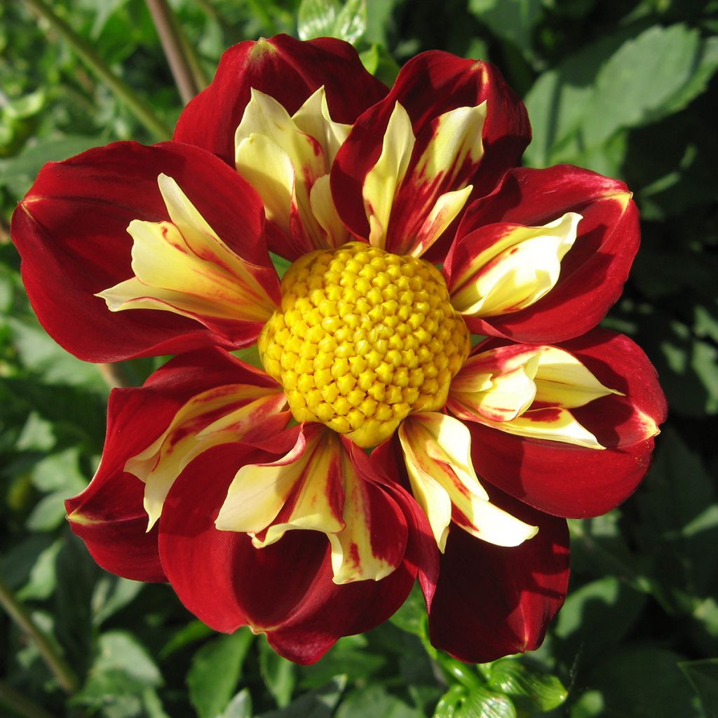 Dahlia Impression Festivo - halskraagdahlia