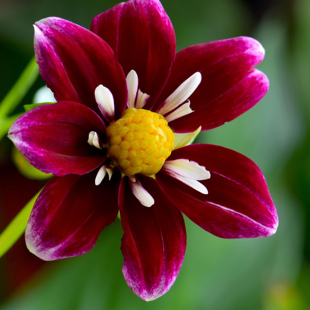 Dahlia Mary Evelyn - halskraagdahlia