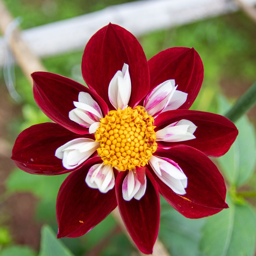 Dahlia Mary Evelyn - halskraagdahlia