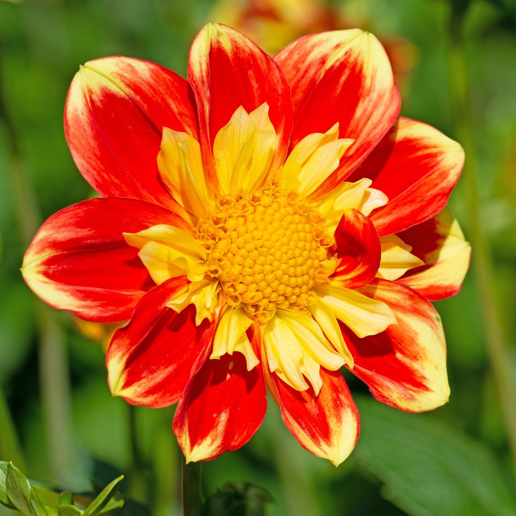 Dahlia Pooh - halskraagdahlia