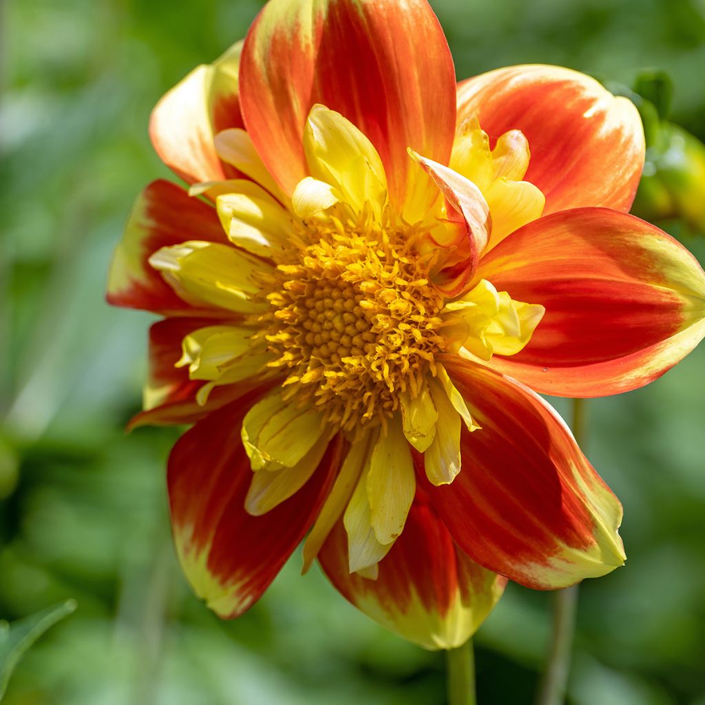 Dahlia Pooh - halskraagdahlia