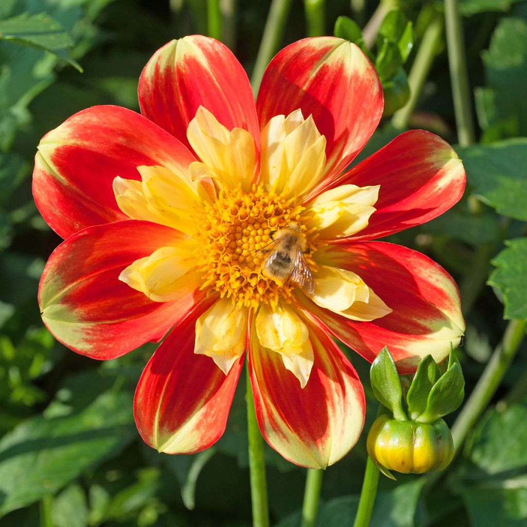 Dahlia Pooh - halskraagdahlia