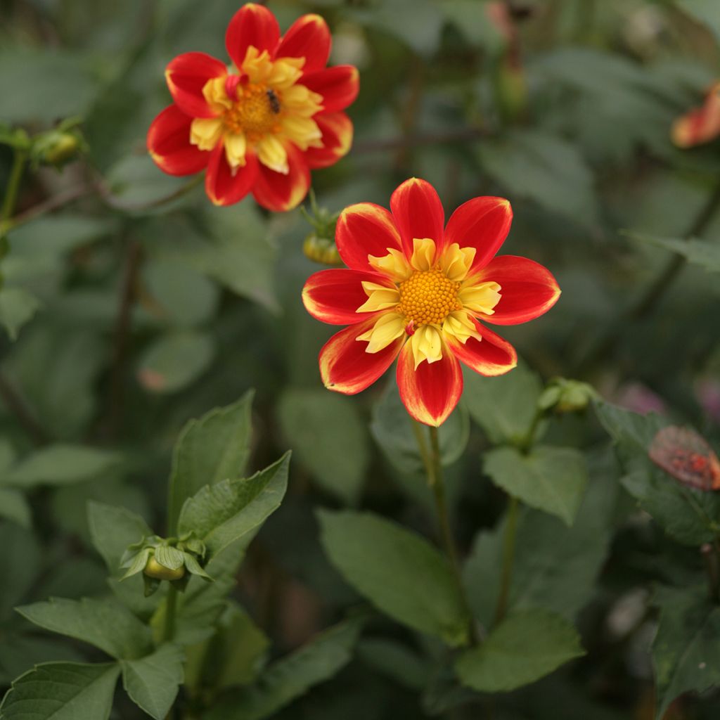 Dahlia Pooh - halskraagdahlia