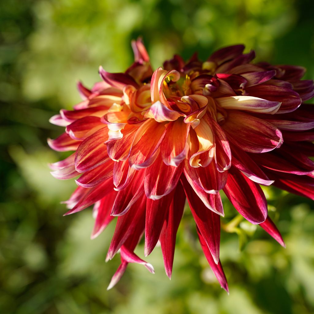 Dahlia Akita - decoratieve dahlia