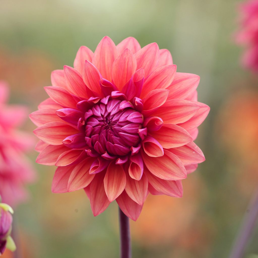 Dahlia American Dawn - decoratieve dahlia