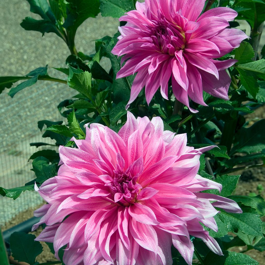 Dahlia Babylon Rose - decoratieve dahlia