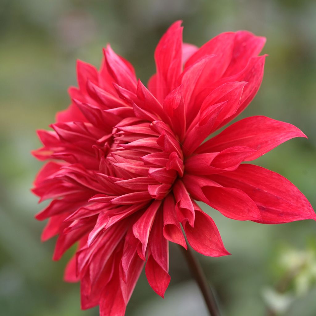 Dahlia Babylon - decoratieve dahlia rood