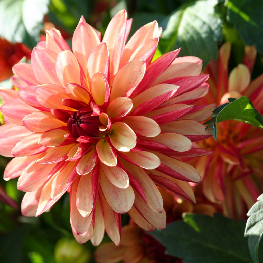 Dahlia Crazy Legs - decoratieve dahlia