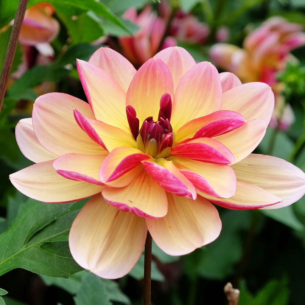 Dahlia Dark Butterfly - decoratieve dahlia