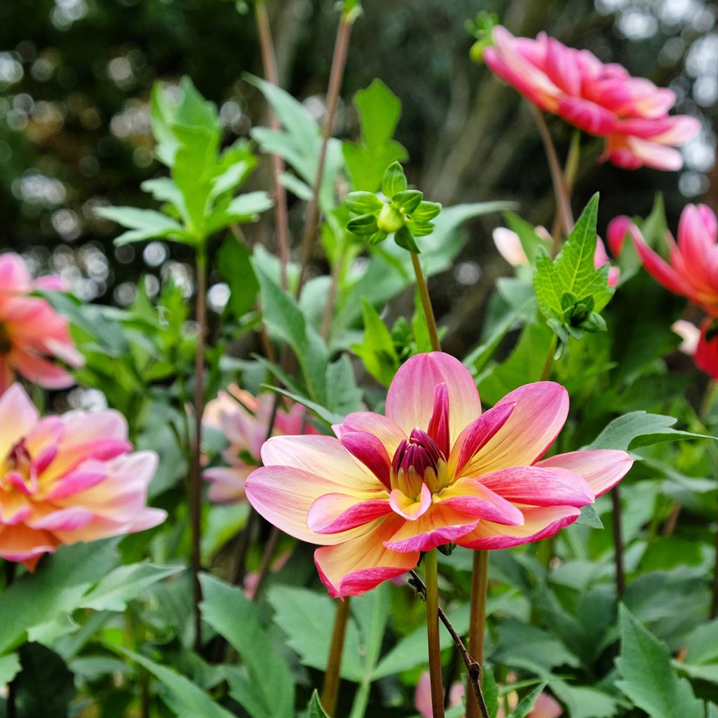 Dahlia Dark Butterfly - decoratieve dahlia