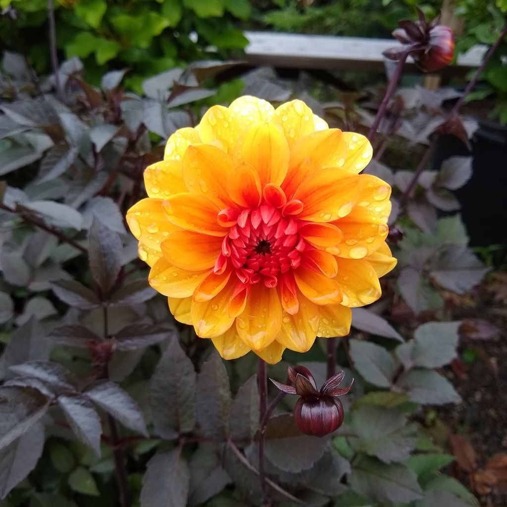 Dahlia David Howard - decoratieve dahlia