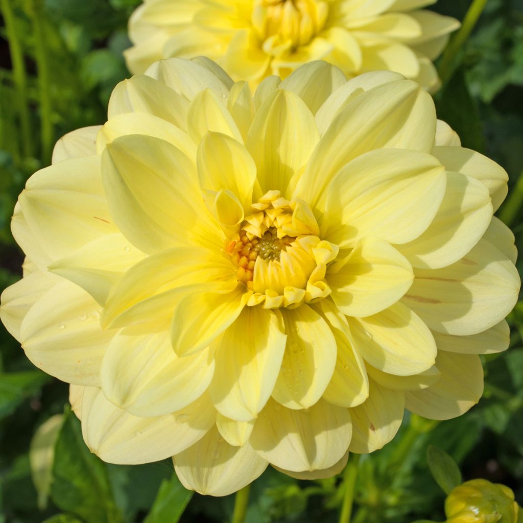 Dahlia Dr Hans Riecke - decoratieve dahlia