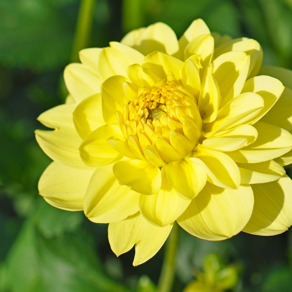 Dahlia Dr Hans Riecke - decoratieve dahlia