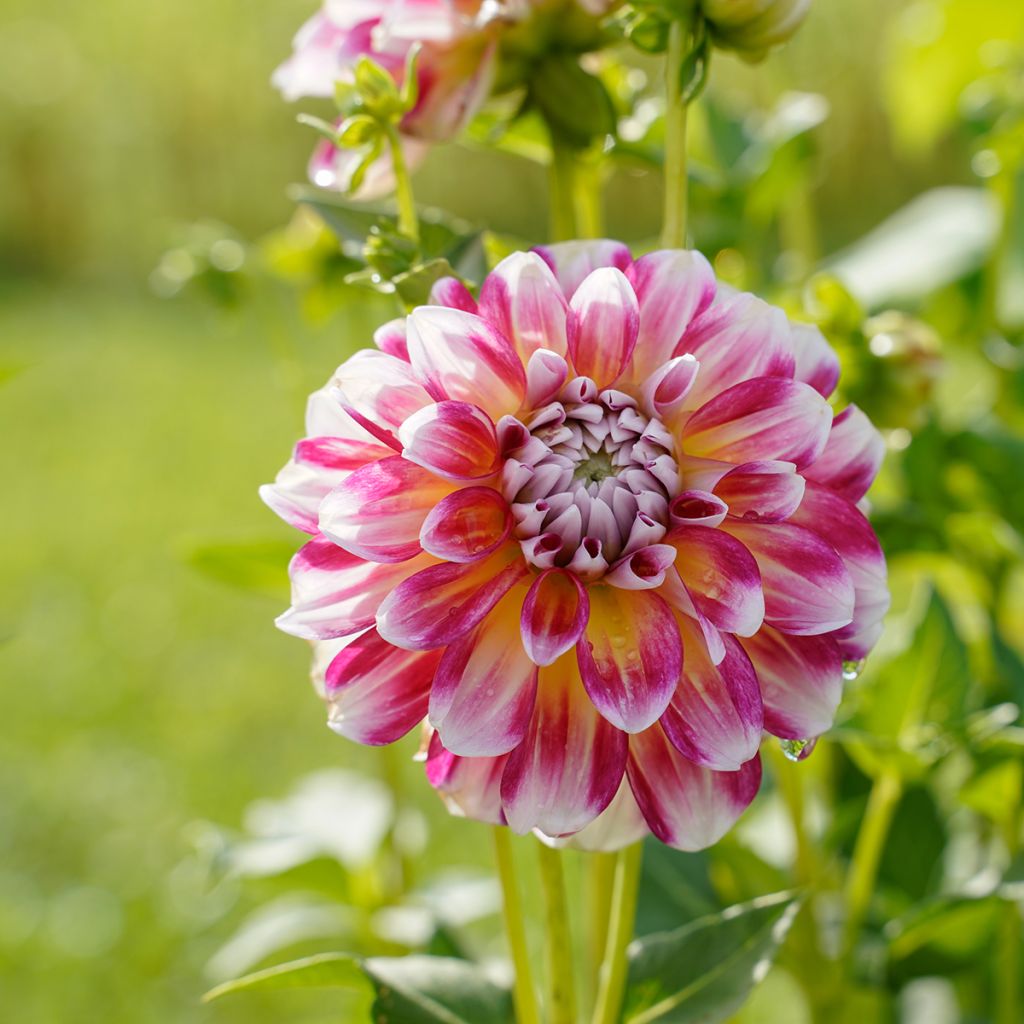 Dahlia Hawaii - decoratieve dahlia